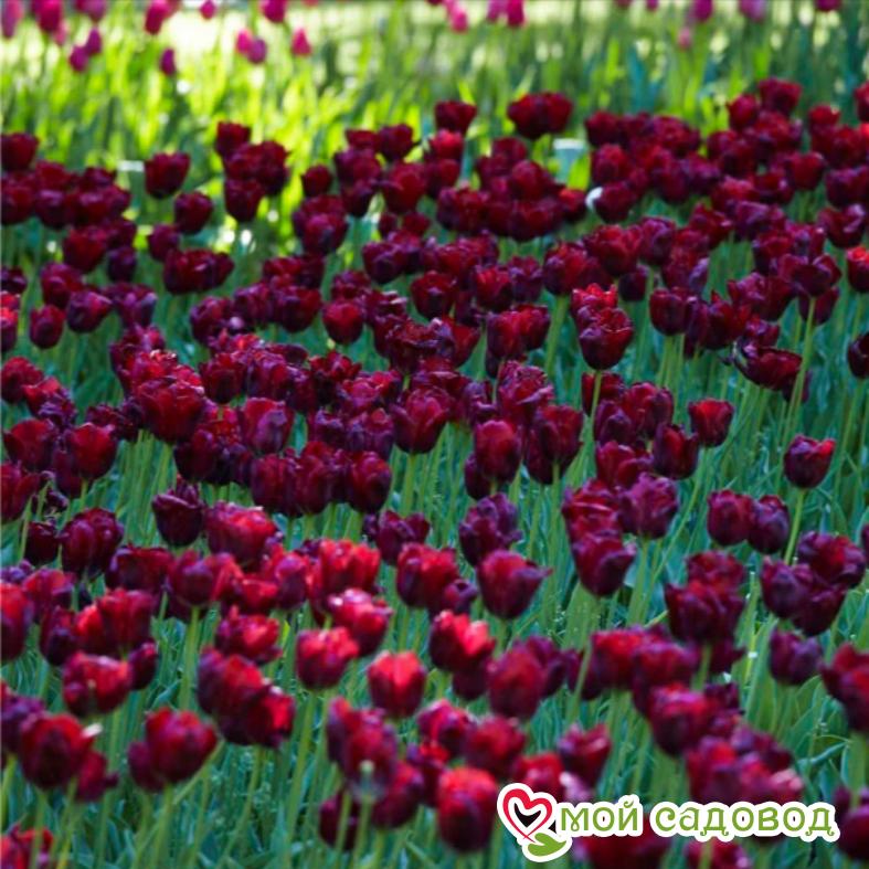 Тюльпан Триумф Роналдо