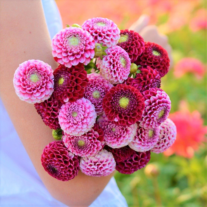 Георгина Чик А Ди (CHICK A DEE)