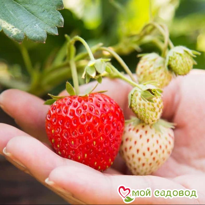 Клубника Гирлянда
