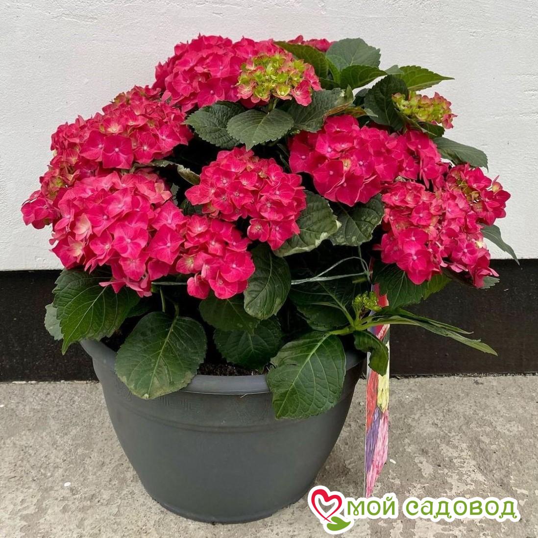 Гортензия крупнолистная Hot Red